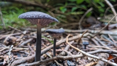 Entoloma