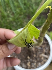 Diaprepes abbreviatus