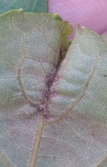 Phylloxera caryaevenae