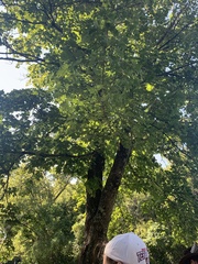 Acer platanoides