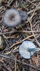 Entoloma