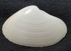 Simomactra dolabriformis