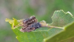 Phylloxera caryaevenae