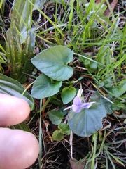 Viola riviniana