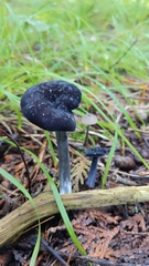 Entoloma