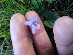 Viola riviniana