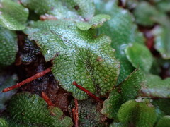 Conocephalum conicum