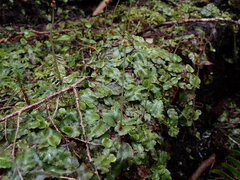 Conocephalum conicum