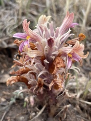Aphyllon corymbosum