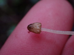 Conocephalum conicum