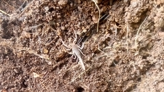 Vaejovidae