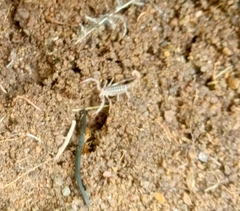 Vaejovidae