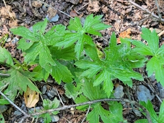 Anemonastrum canadense