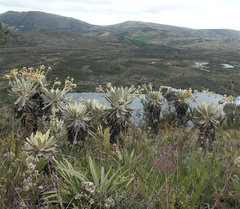 Espeletia