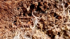 Vaejovidae