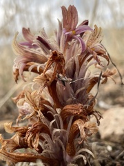 Aphyllon corymbosum