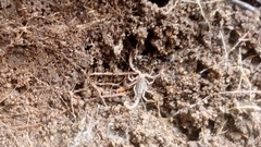 Vaejovidae