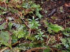 Galium triflorum