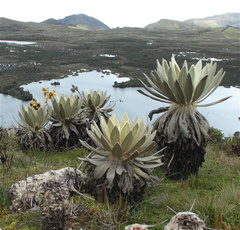 Espeletia