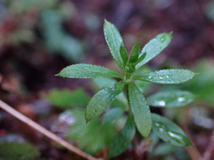 Galium triflorum