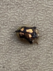Deloyala guttata