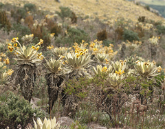 Espeletia barclayana