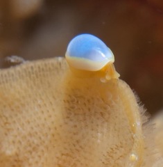 Cystiscinae