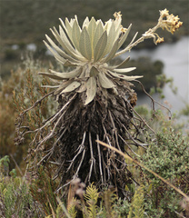 Espeletia