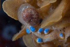 Cystiscinae
