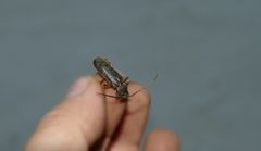 Trichoferus campestris