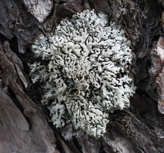 Hypogymnia farinacea