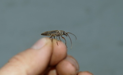 Trichoferus campestris