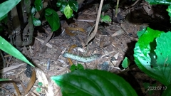 Sphingidae