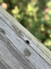 Aphidomorpha