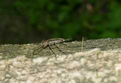 Trichoferus campestris