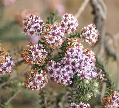 Linochilus phylicoides