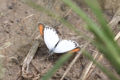 Colotis danae eupompe