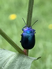 Chrysolinina
