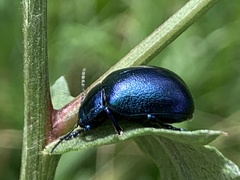 Chrysolinina