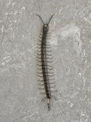 Hemiscolopendra marginata