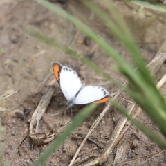 Colotis danae eupompe
