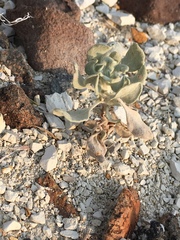 Eriogonum diatomaceum