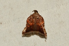Clydonopteron sacculana