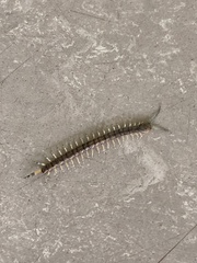 Hemiscolopendra marginata