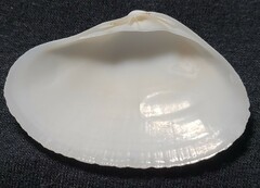 Simomactra dolabriformis