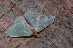Phaiogramma etruscaria