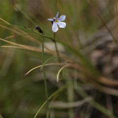 Lobelia tenera