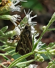 Amblyscirtes aesculapius