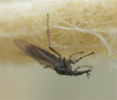 Dilophus