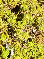 Tortella tortuosa